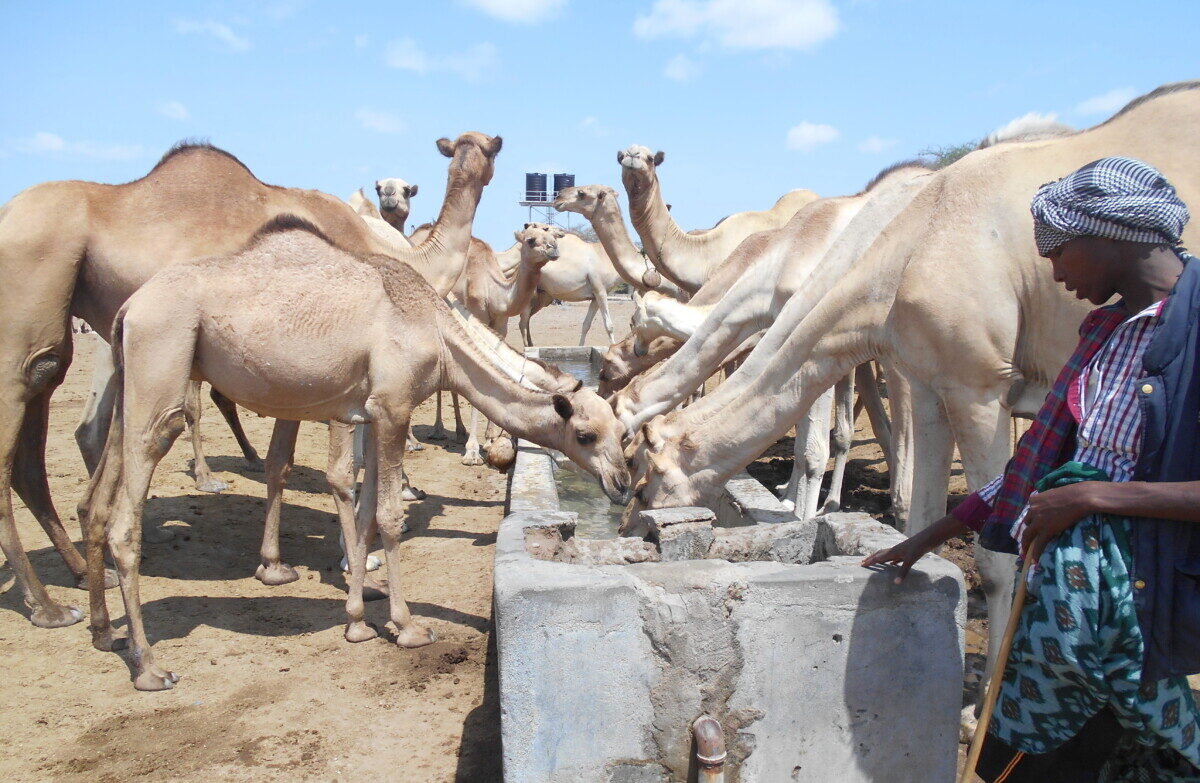 Camel milk – In memory of John