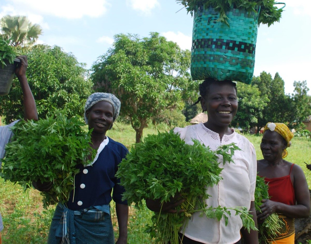 Smiling women carry their green crops in bunches by their side and in buckets on their heads.