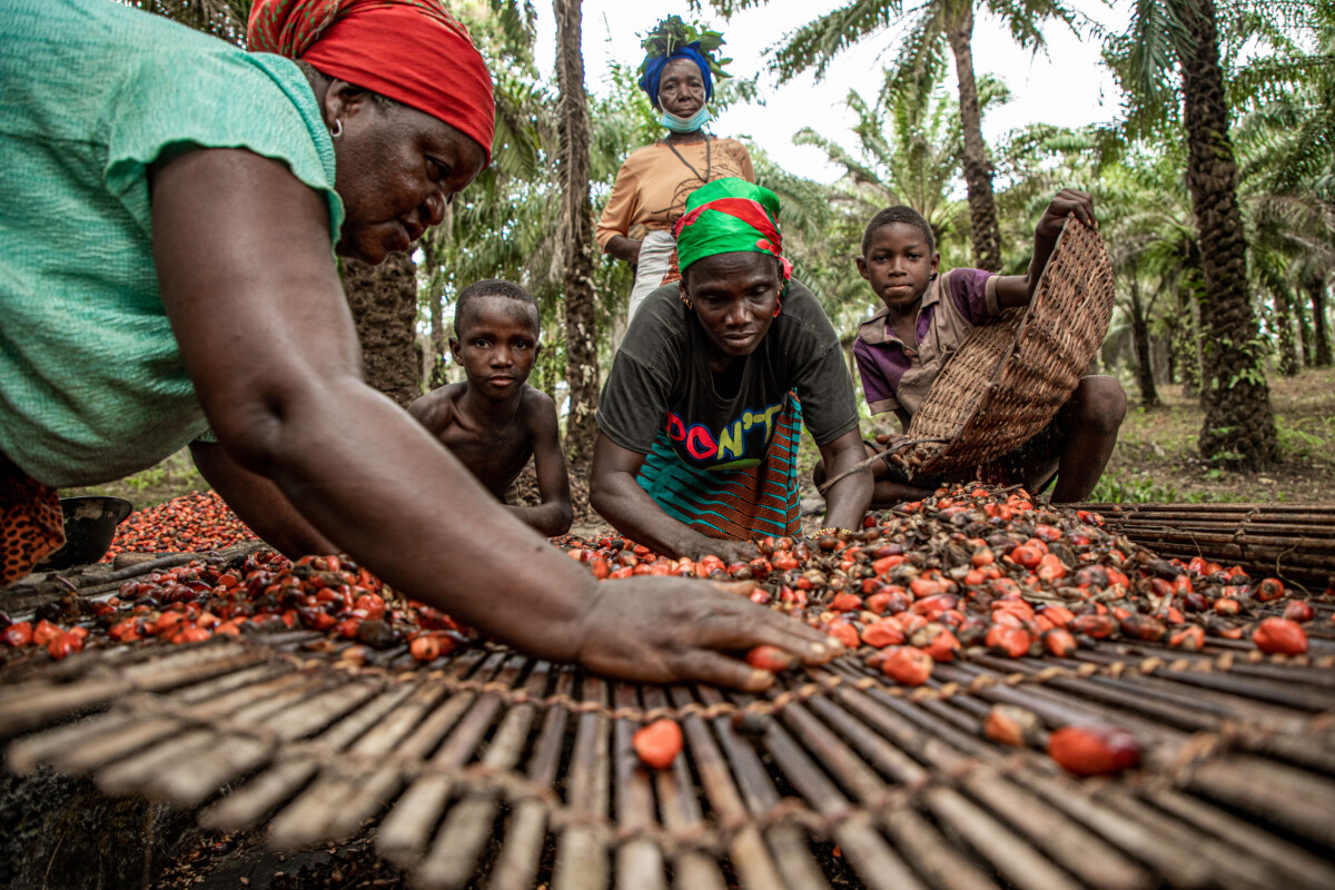 Women separate good and bad seeds on a wooden table.