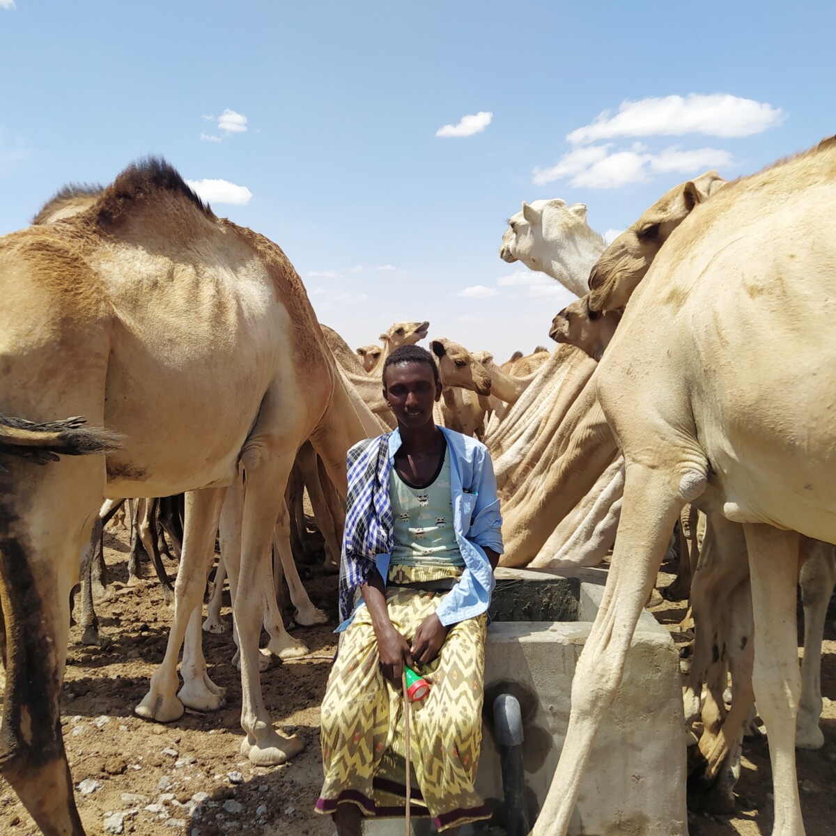 Ali sits on a water spigot with his camel herd around him