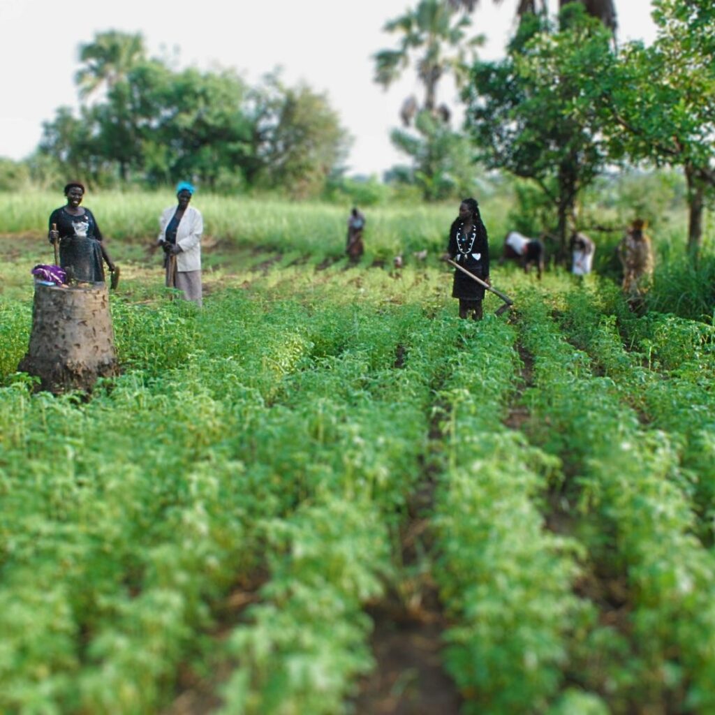 Farmers in Palabek work in a field full of green crops.